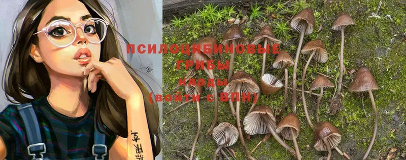 Псилоцибиновые грибы Psilocybe  хочу наркоту  Биробиджан 